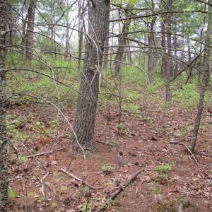 Photo of SOLD!!  42 Acres of Residential and Recreational Land for Sale in Alleghany County VA!