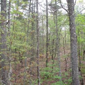 Photo of SOLD!!  42 Acres of Residential and Recreational Land for Sale in Alleghany County VA!