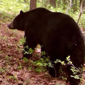 Photo of SOLD!!  42 Acres of Residential and Recreational Land for Sale in Alleghany County VA!