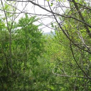 Photo of SOLD!!  42 Acres of Residential and Recreational Land for Sale in Alleghany County VA!