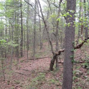 Photo of SOLD!!  42 Acres of Residential and Recreational Land for Sale in Alleghany County VA!