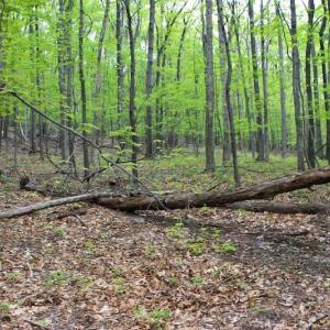 Photo of UNDER CONTRACT!  6.01 Acres of Residential Land For Sale in Frederick County VA!