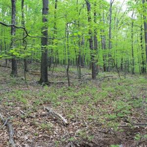 Photo of UNDER CONTRACT!  6.01 Acres of Residential Land For Sale in Frederick County VA!