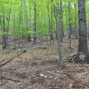 Photo of UNDER CONTRACT!  6.01 Acres of Residential Land For Sale in Frederick County VA!