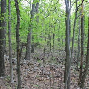 Photo of UNDER CONTRACT!  6.01 Acres of Residential Land For Sale in Frederick County VA!