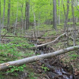 Photo of UNDER CONTRACT!  6.01 Acres of Residential Land For Sale in Frederick County VA!