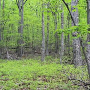 Photo of UNDER CONTRACT!  6.01 Acres of Residential Land For Sale in Frederick County VA!