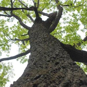 Photo of UNDER CONTRACT!  6.01 Acres of Residential Land For Sale in Frederick County VA!