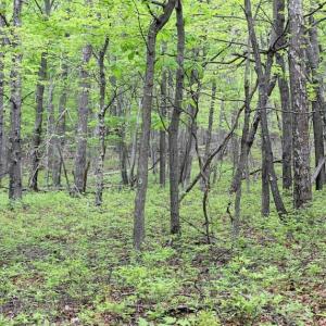 Photo of UNDER CONTRACT!  6.01 Acres of Residential Land For Sale in Frederick County VA!