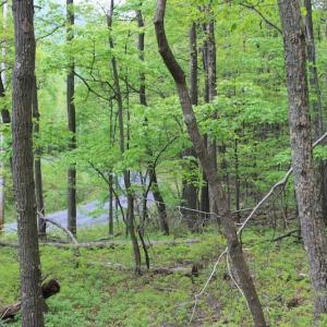 Photo of UNDER CONTRACT!  6.01 Acres of Residential Land For Sale in Frederick County VA!