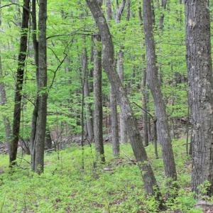 Photo of UNDER CONTRACT!  6.01 Acres of Residential Land For Sale in Frederick County VA!