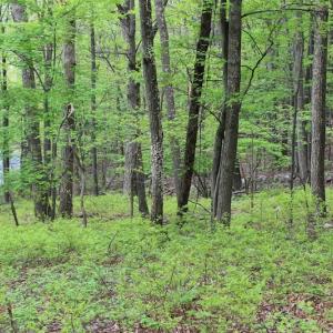 Photo of UNDER CONTRACT!  6.01 Acres of Residential Land For Sale in Frederick County VA!