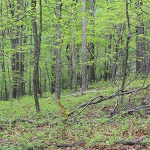 Photo of UNDER CONTRACT!  6.01 Acres of Residential Land For Sale in Frederick County VA!