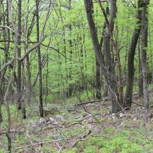 Photo of UNDER CONTRACT!  6.01 Acres of Residential Land For Sale in Frederick County VA!