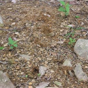 Photo of UNDER CONTRACT!  6.01 Acres of Residential Land For Sale in Frederick County VA!