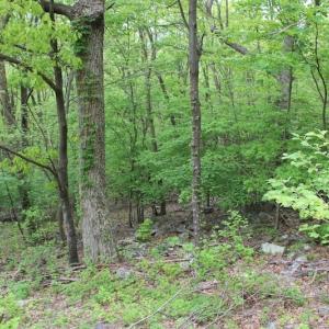 Photo of UNDER CONTRACT!  6.01 Acres of Residential Land For Sale in Frederick County VA!