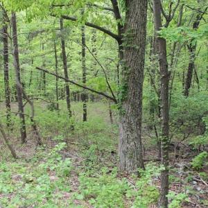 Photo of UNDER CONTRACT!  6.01 Acres of Residential Land For Sale in Frederick County VA!