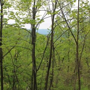 Photo of UNDER CONTRACT!  6.01 Acres of Residential Land For Sale in Frederick County VA!