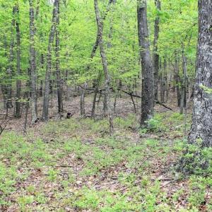 Photo of UNDER CONTRACT!  6.01 Acres of Residential Land For Sale in Frederick County VA!