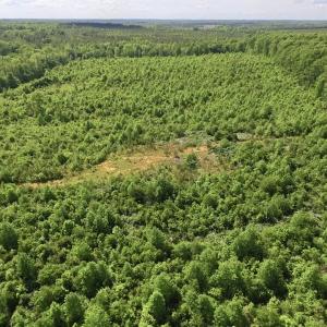 Photo of SOLD!! 83 Acres of Hunting and Recreational Land For Sale in Lunenburg County VA!