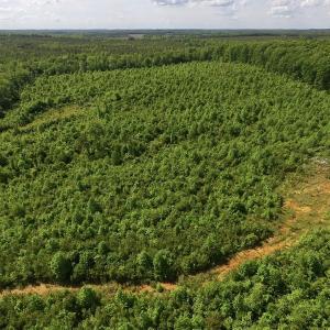 Photo of SOLD!! 83 Acres of Hunting and Recreational Land For Sale in Lunenburg County VA!