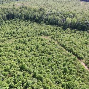 Photo of SOLD!! 83 Acres of Hunting and Recreational Land For Sale in Lunenburg County VA!
