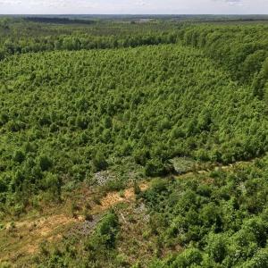 Photo of SOLD!! 83 Acres of Hunting and Recreational Land For Sale in Lunenburg County VA!