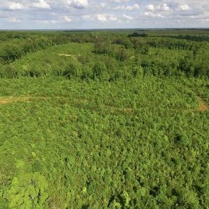 Photo of SOLD!! 83 Acres of Hunting and Recreational Land For Sale in Lunenburg County VA!