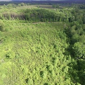 Photo of SOLD!! 83 Acres of Hunting and Recreational Land For Sale in Lunenburg County VA!