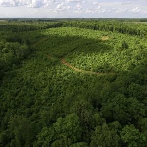 Photo of SOLD!! 83 Acres of Hunting and Recreational Land For Sale in Lunenburg County VA!