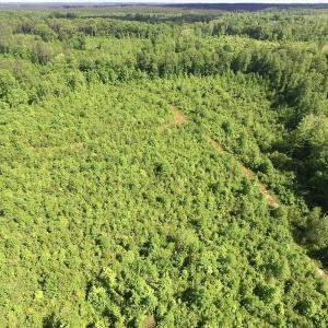 Photo of SOLD!! 83 Acres of Hunting and Recreational Land For Sale in Lunenburg County VA!
