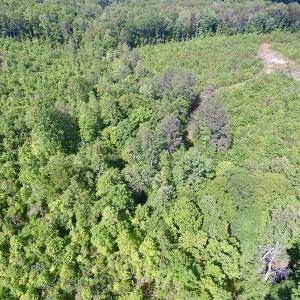 Photo of SOLD!! 83 Acres of Hunting and Recreational Land For Sale in Lunenburg County VA!
