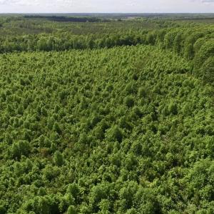 Photo of SOLD!! 83 Acres of Hunting and Recreational Land For Sale in Lunenburg County VA!