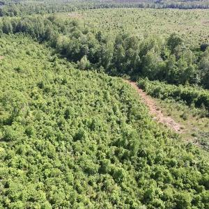 Photo of SOLD!! 83 Acres of Hunting and Recreational Land For Sale in Lunenburg County VA!