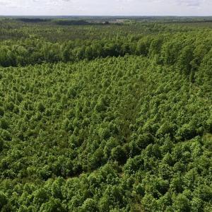 Photo of SOLD!! 83 Acres of Hunting and Recreational Land For Sale in Lunenburg County VA!