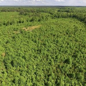 Photo of SOLD!! 83 Acres of Hunting and Recreational Land For Sale in Lunenburg County VA!
