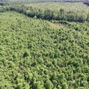 Photo of SOLD!! 83 Acres of Hunting and Recreational Land For Sale in Lunenburg County VA!