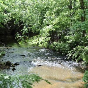 Photo of SOLD!! 83 Acres of Hunting and Recreational Land For Sale in Lunenburg County VA!