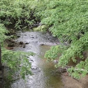 Photo of SOLD!! 83 Acres of Hunting and Recreational Land For Sale in Lunenburg County VA!