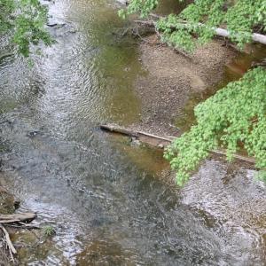 Photo of SOLD!! 83 Acres of Hunting and Recreational Land For Sale in Lunenburg County VA!