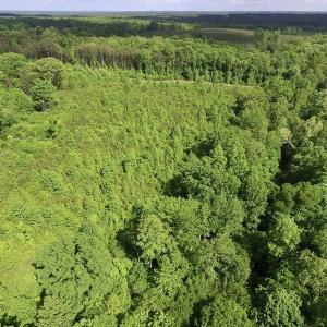 Photo of SOLD!! 83 Acres of Hunting and Recreational Land For Sale in Lunenburg County VA!