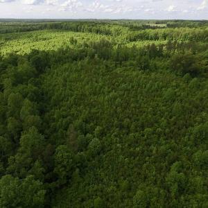 Photo of SOLD!! 83 Acres of Hunting and Recreational Land For Sale in Lunenburg County VA!