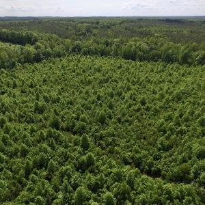 Photo of SOLD!! 83 Acres of Hunting and Recreational Land For Sale in Lunenburg County VA!