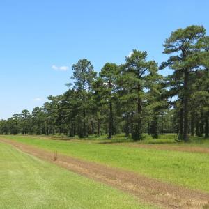 Photo of REDUCED!  155 Acres of Golf Course and Development Land For Sale in Horry County SC!