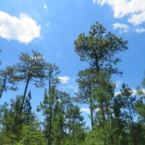Photo of REDUCED!  155 Acres of Golf Course and Development Land For Sale in Horry County SC!