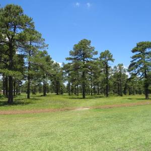 Photo of REDUCED!  155 Acres of Golf Course and Development Land For Sale in Horry County SC!
