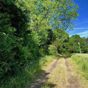 Photo of SOLD!! 31.36 Acres of Farm and Investment Land For Sale in Nash County NC!
