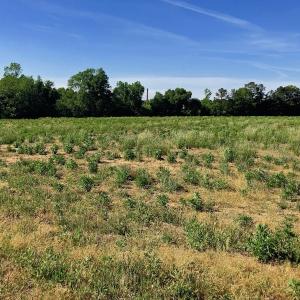 Photo of SOLD!! 31.36 Acres of Farm and Investment Land For Sale in Nash County NC!