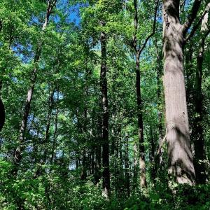 Photo of SOLD!! 31.36 Acres of Farm and Investment Land For Sale in Nash County NC!