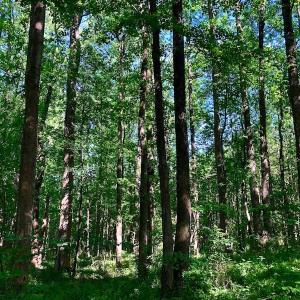 Photo of SOLD!! 31.36 Acres of Farm and Investment Land For Sale in Nash County NC!